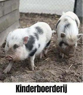 kinderboerderij.jpg