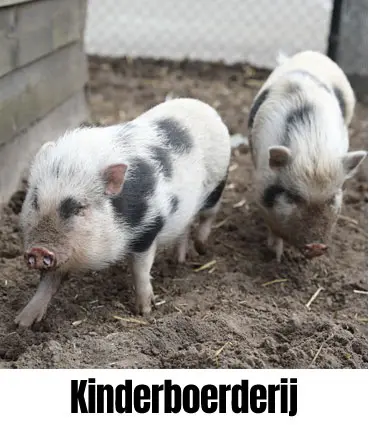 kinderboerderij.jpg